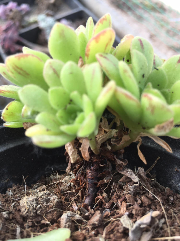 植物大战僵尸2什么时候出新世界 新地图爆料汇总【BEAT365】(图3)